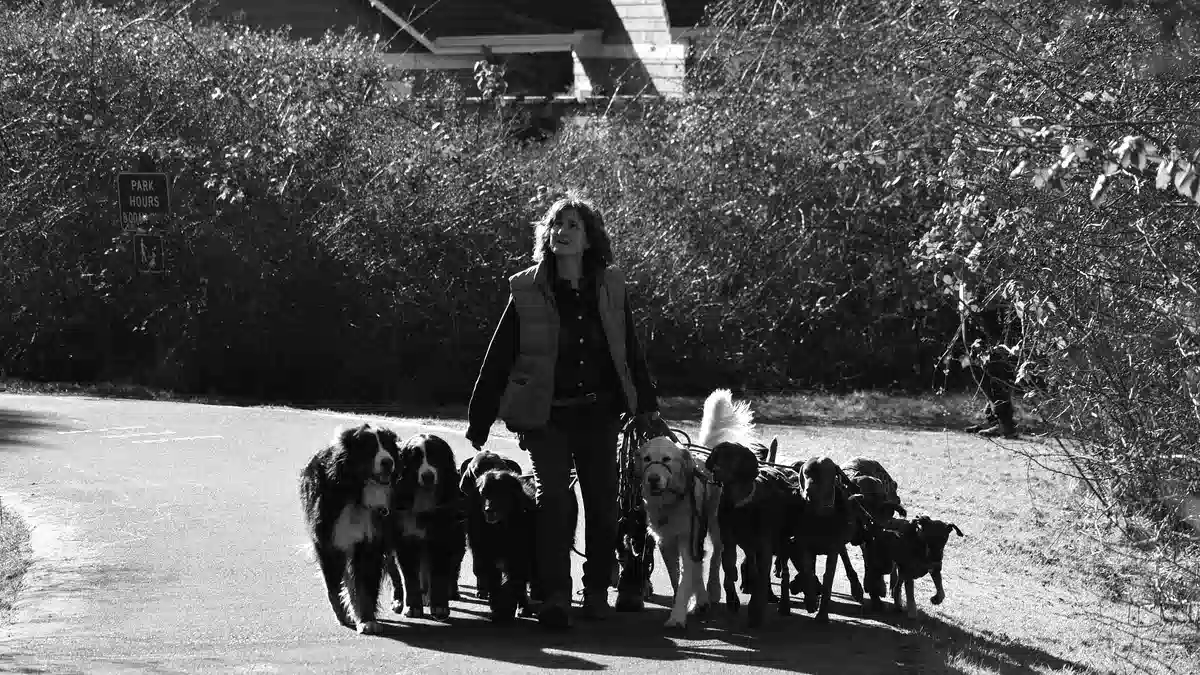 Dog Walking